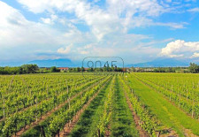 Offmarket: Weingut im Herzen des Lugana-Anbaugebietes - Gardasee