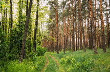 Wald