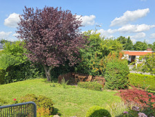 Blick in den Garten