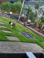 Garten mit Hund
