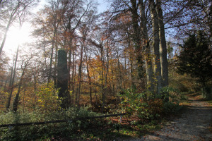 Angrenzender Wald