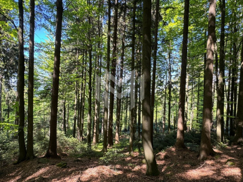 Hohenw_Wald1_