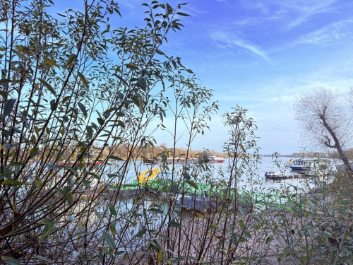 Blick auf den Rhein 1