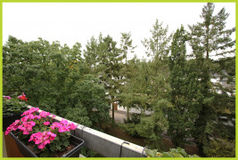 Blick auf hochgewachsenen Baumbestand