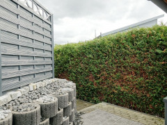 Hecke als Sichtschutz