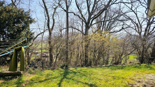 Garten, die Kornelkirsche blüht am Waldrand