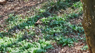 Bärlauch im lichten Wald