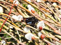 Willkommener Gäste, Holzbienen