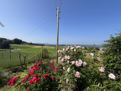 Aussicht mit Alpenblick
