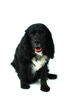 Balu