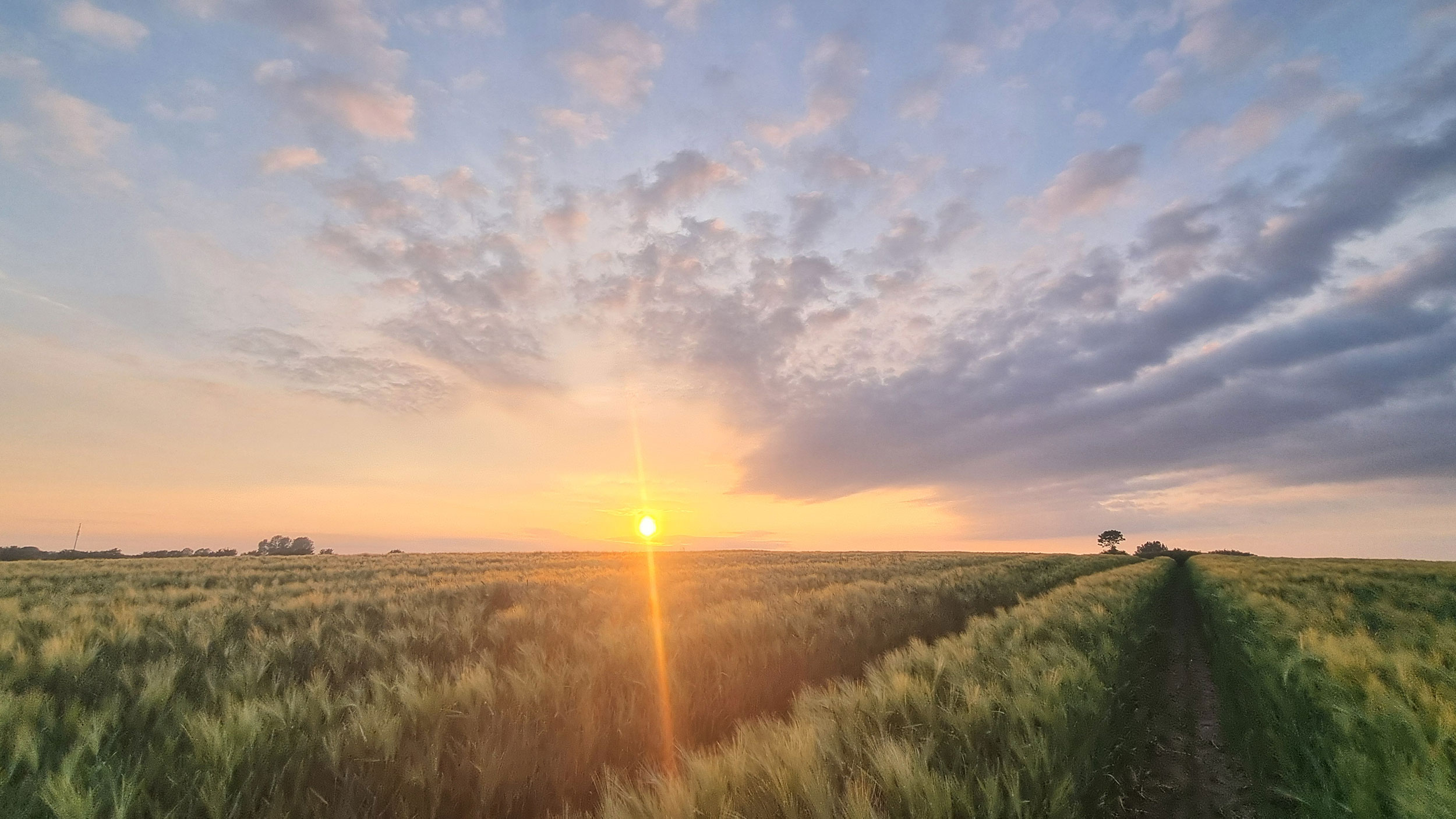 Weites Feld bei Sonnenuntergang, Himmel in warmen Farben leuchtend.