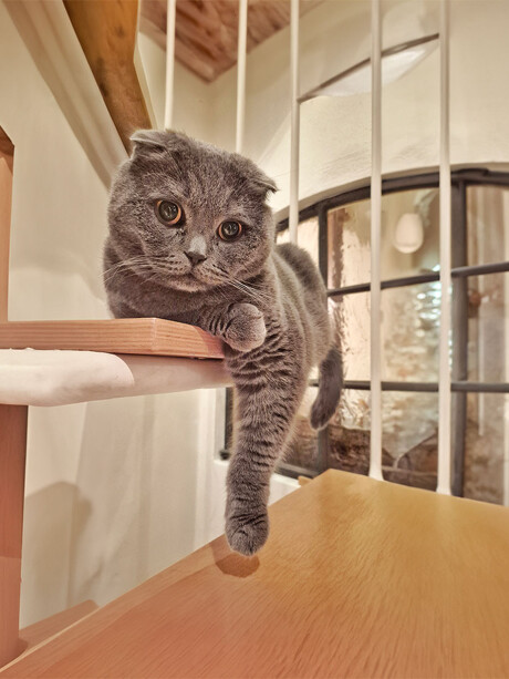 Katze mit dunklem Fell liegt auf einer Holztreppe und blickt direkt in die Kamera.