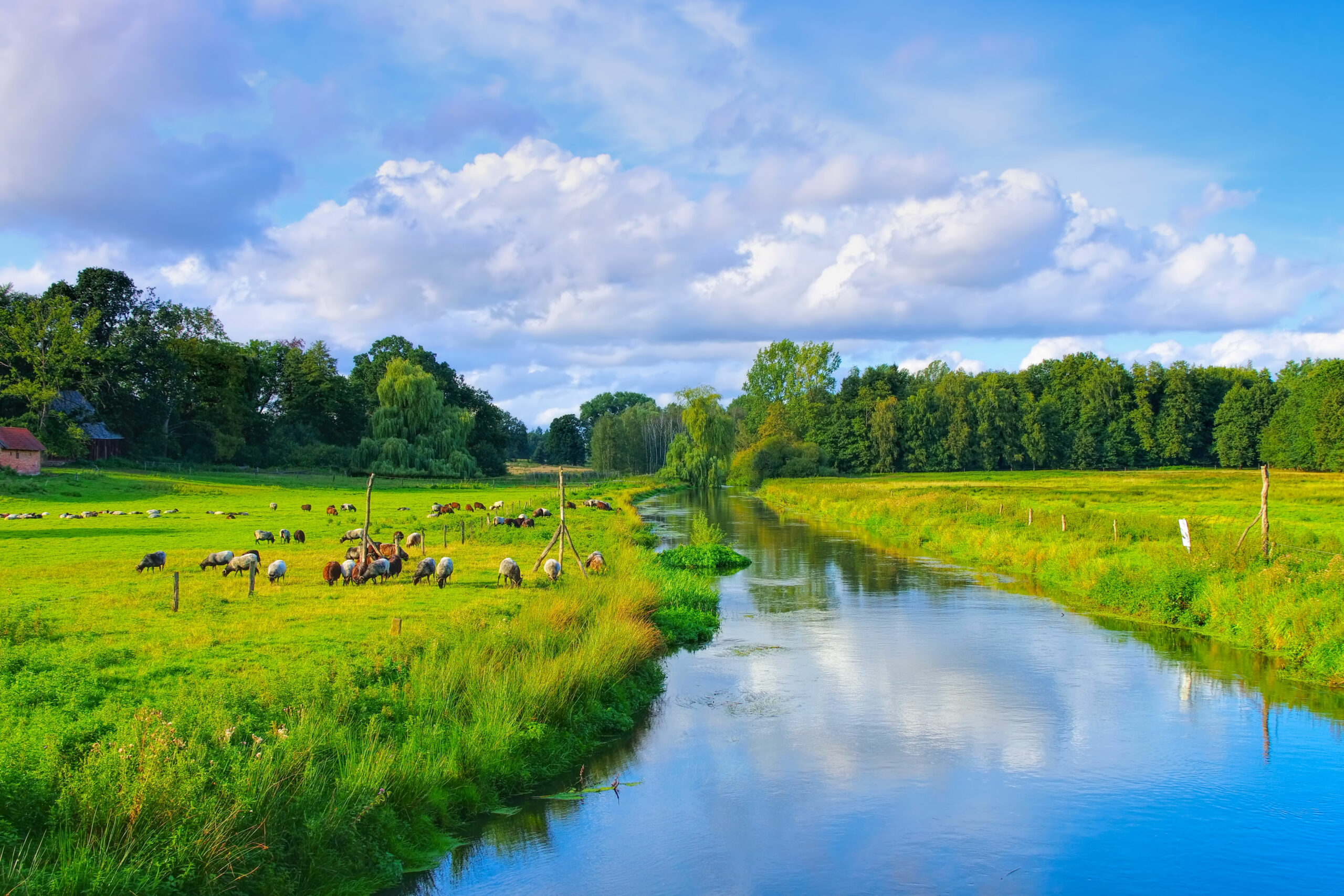 Friedlicher Fluss, grüne Wiese, Schafe, Bäume, blauer Himmel, Wolken.