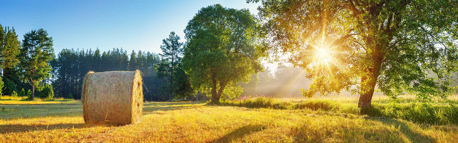 Ein Feld im Emsland bei Sonnenschein