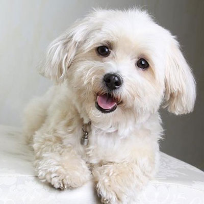 Portrait von Bürohund Biene, einem Malteser