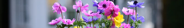 Bunte Blumen vor einem Pavillon