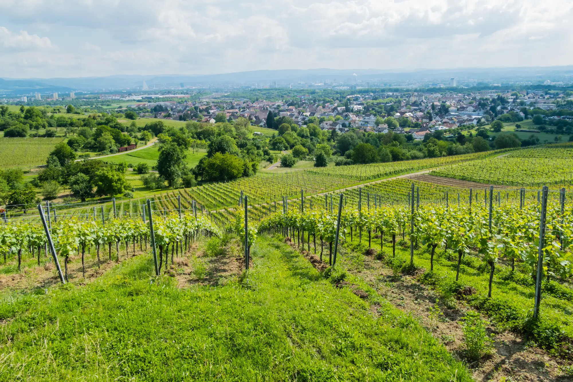 Blick über einen Weinberg bei Weil am Rhein