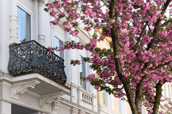 Kirschblüte am Balkon
