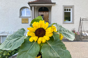 Sonnenblume