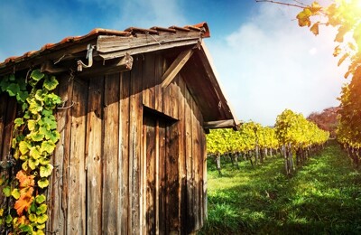 Eine Holzhütte steht an einem Weinberg bei Weil am Rhein