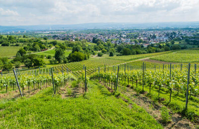 Blick über einen Weinberg bei Weil am Rhein
