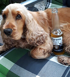 Yda - Bürohund