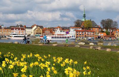 Wiese mit Osterglocken in Kappeln