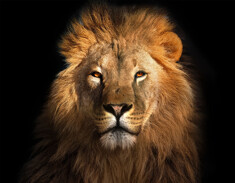 Profil eines Löwen
