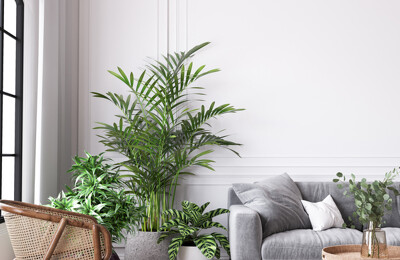 Modern eingerichtetes Wohnzimmer mit Pflanzen