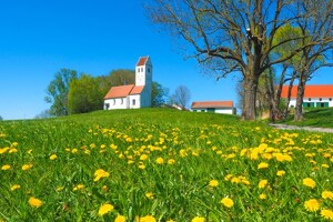 Blick auf eine grüne Frühlingswiese, im Hintergrund steht eine Kirche