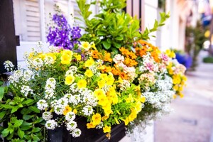 Ein Blumekasten mit bunt blühenden Blumen