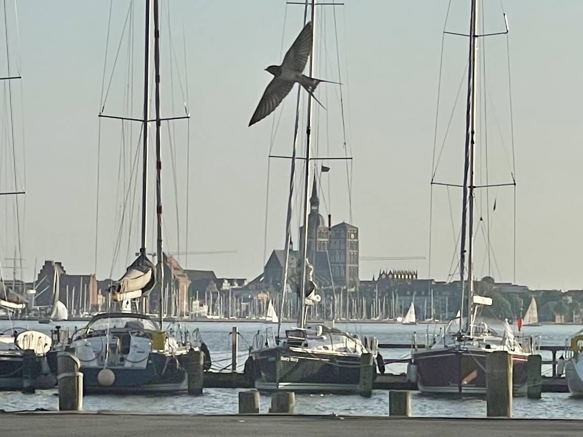 Hafen Altefähr-Blick auf Stralsund