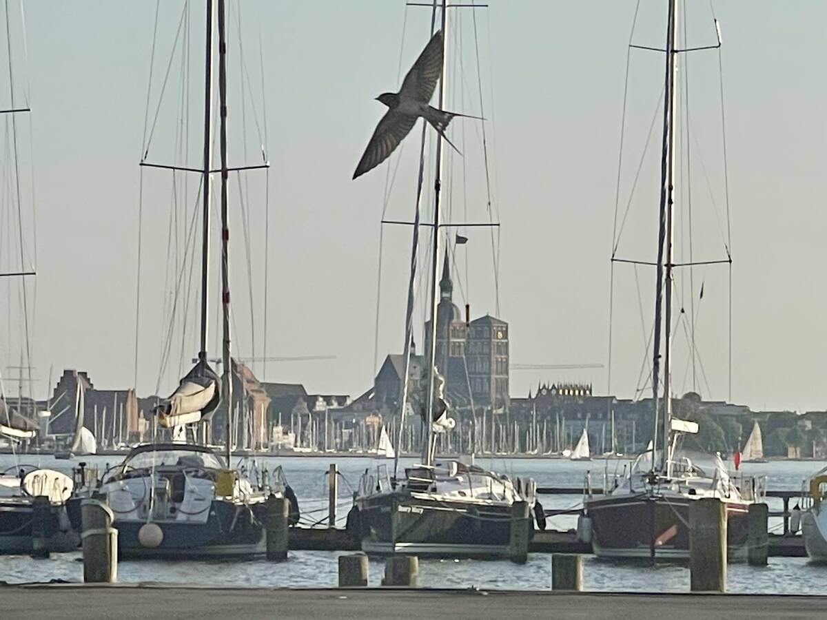 Hafen Altefähr-Blick auf Stralsund