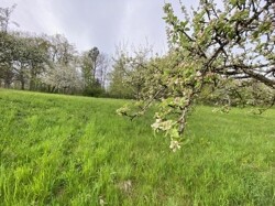 Obstbaumwiese