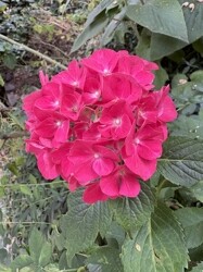 im Garten