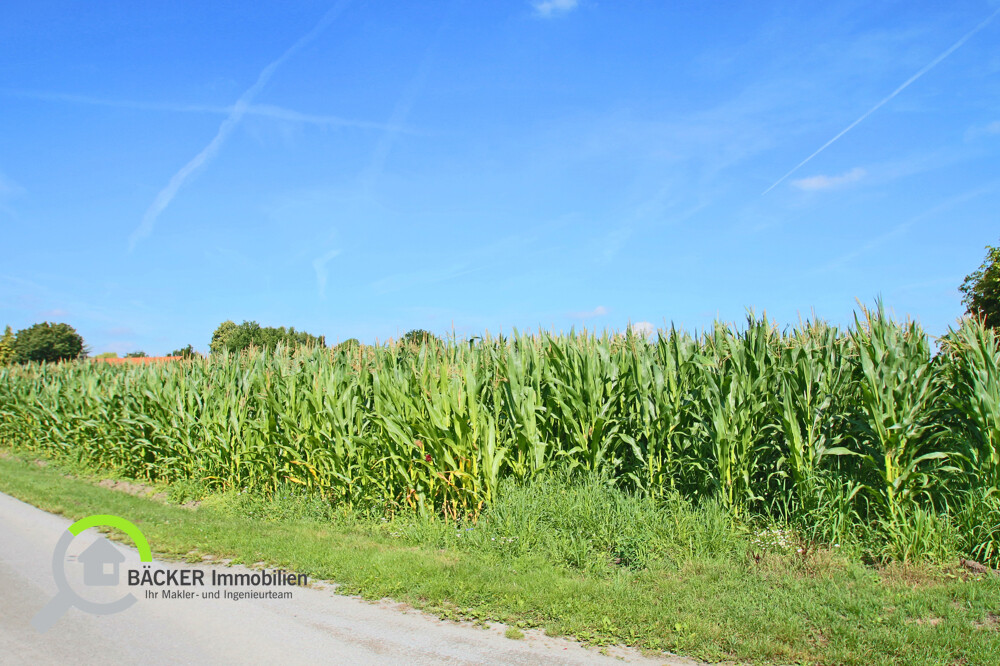 Blick ins Maisfeld