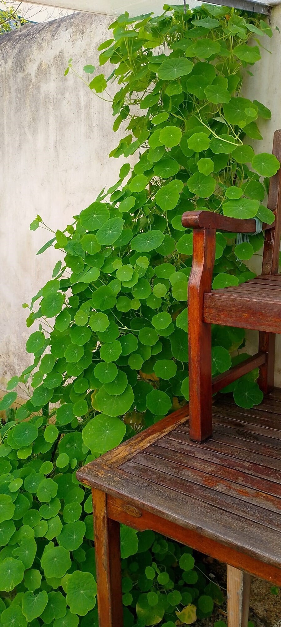 Giardino 7 