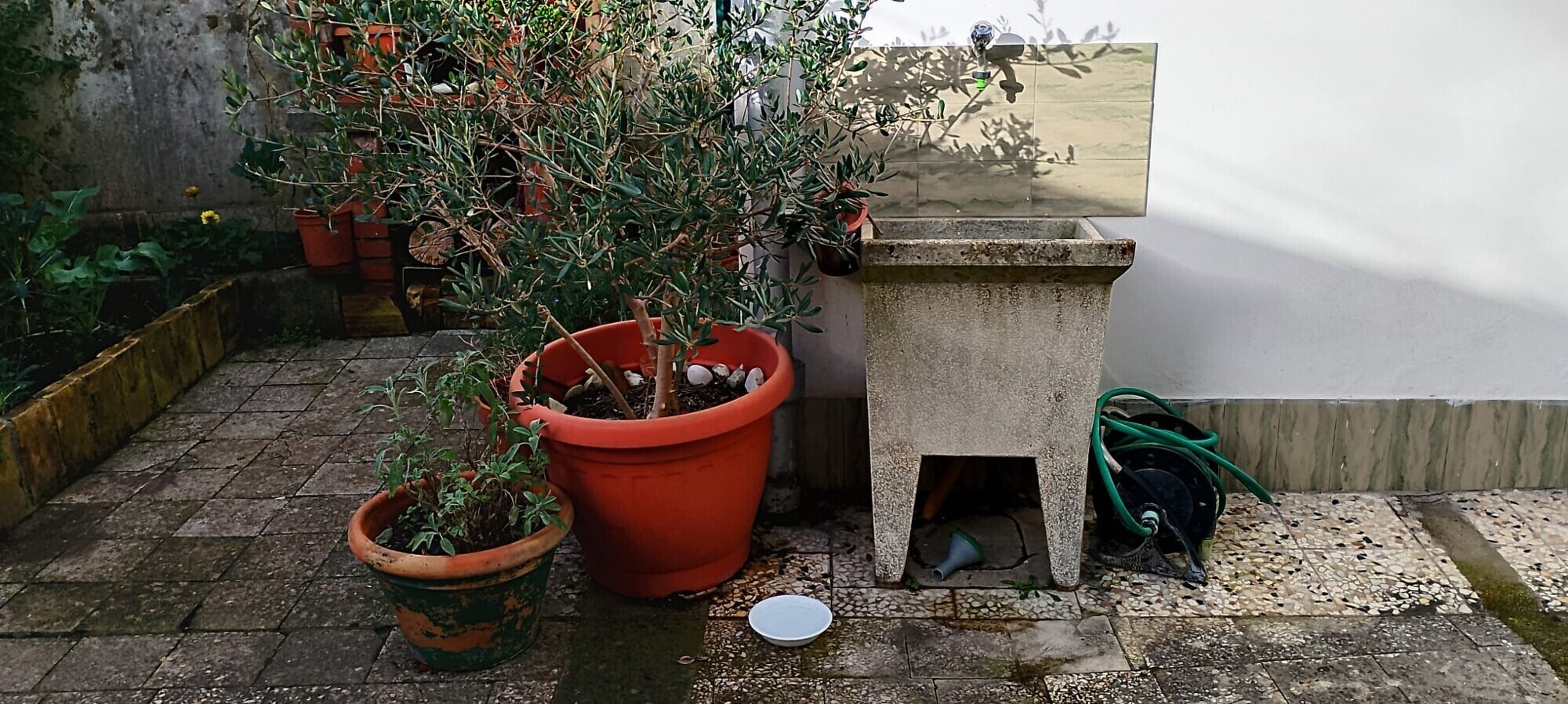 Giardino