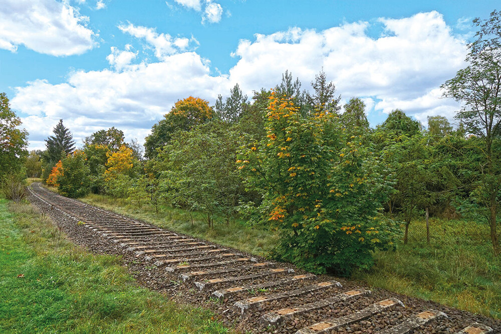 ID-2806 Lychen Wald, Weinbergstraße (87)