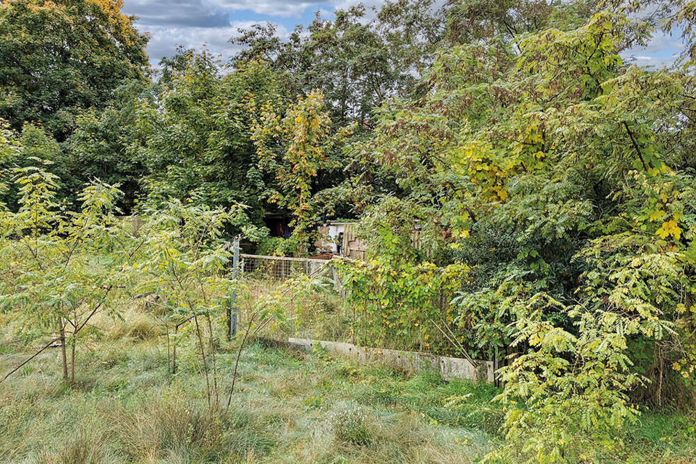ID-2806 Lychen Wald, Weinbergstraße (48)
