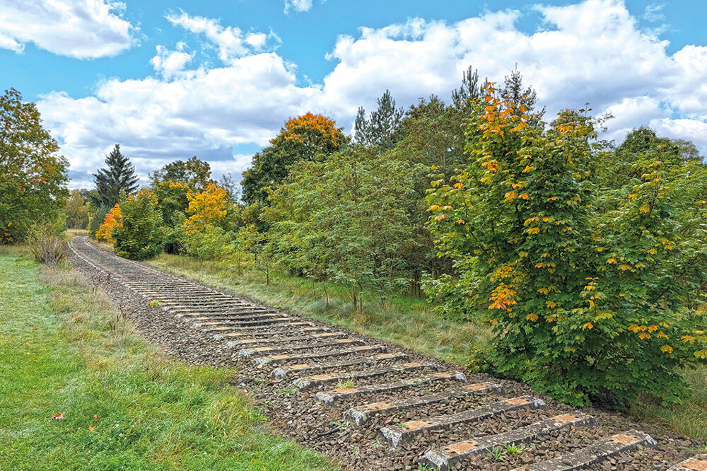 ID-2806 Lychen Wald, Weinbergstraße (47)
