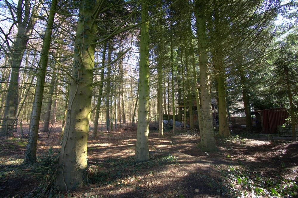 Waldstück