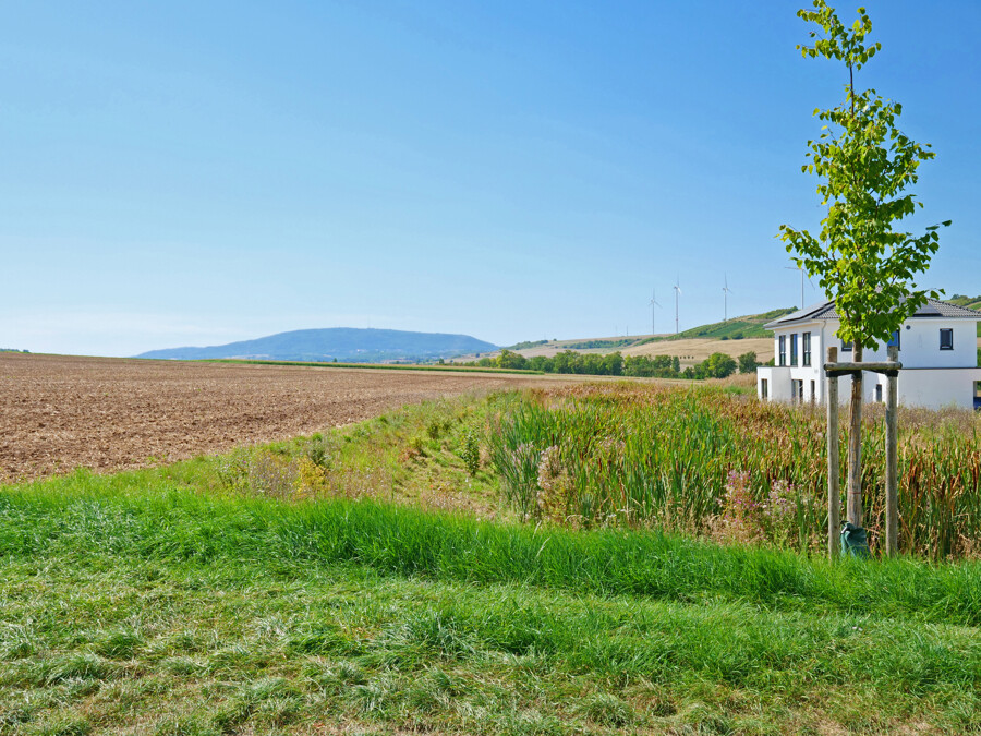 Feldrand - Blick zum Donnersberg