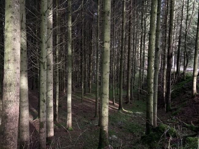 Wald