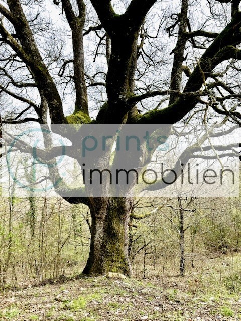 magische Eiche