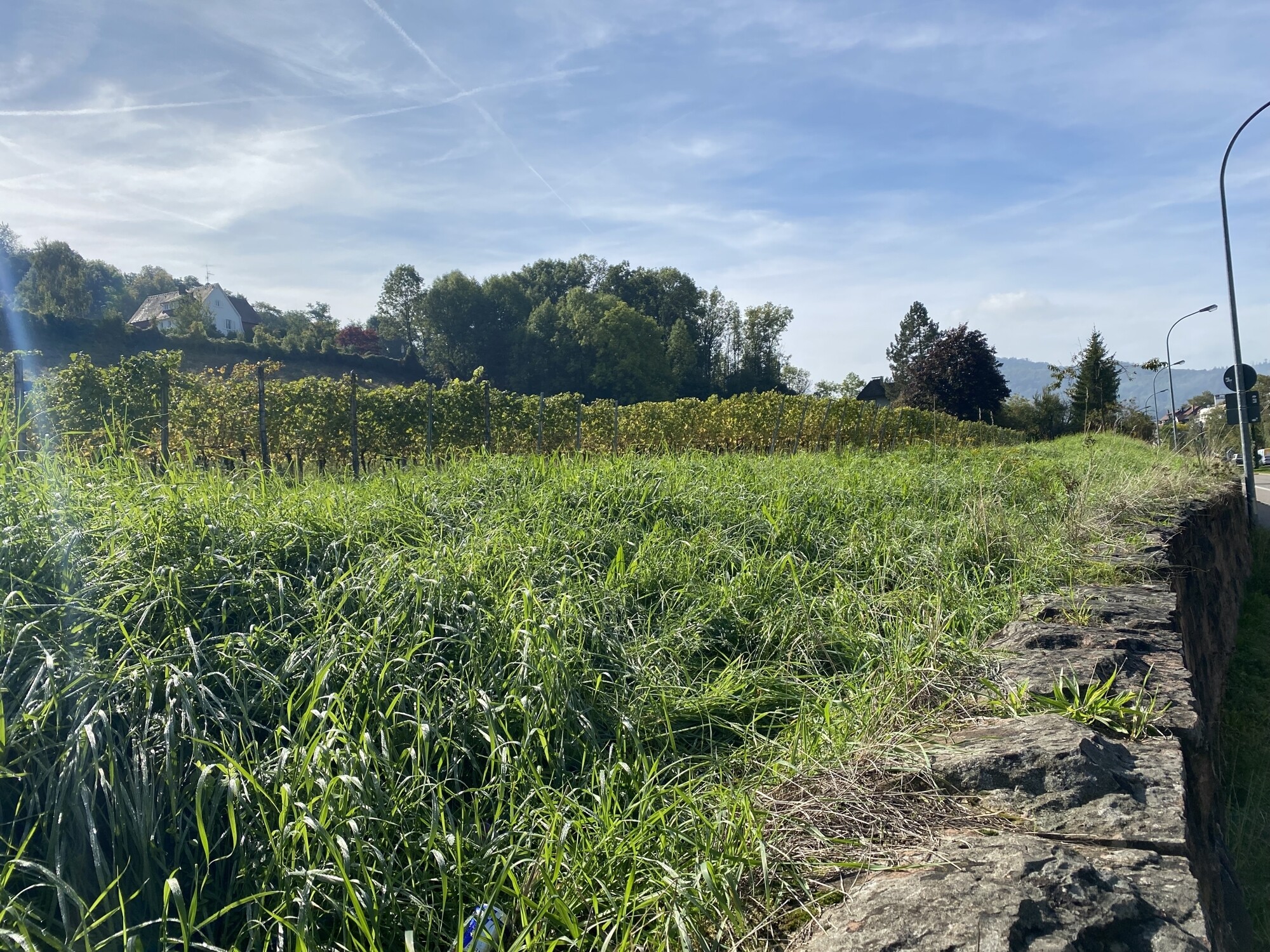 Die Hänge des Lorettoberges ggü. des Hauses