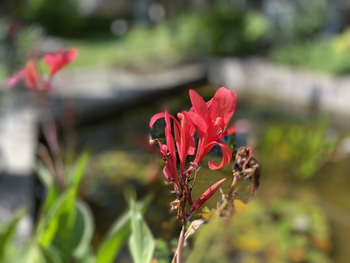 Indisches Blumenrohr am Teich