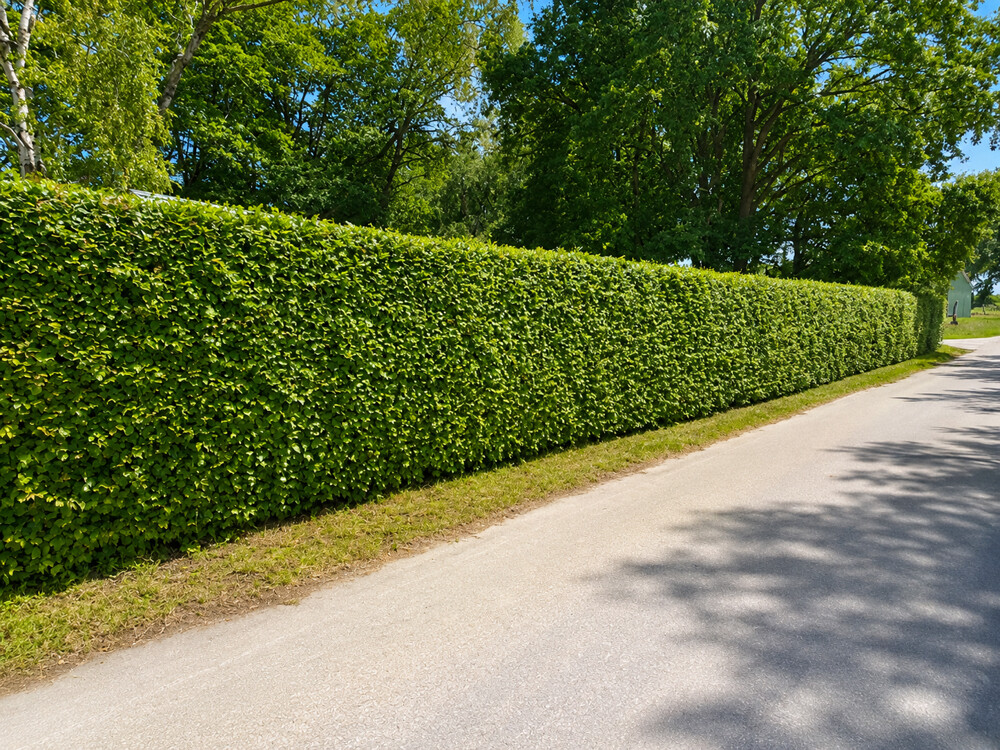 Buchenhecke
