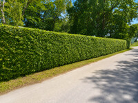 Buchenhecke