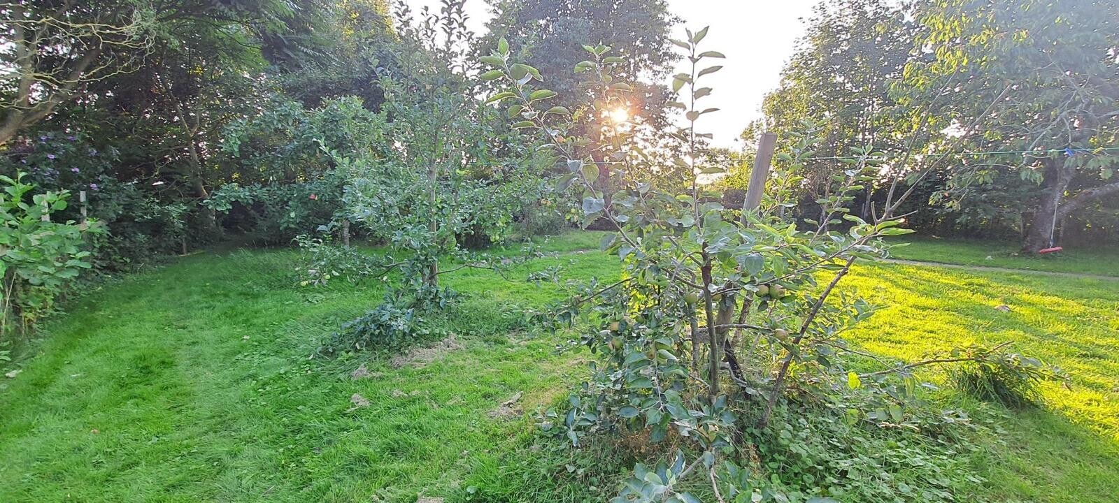 schön gepflanzter Obstgarten